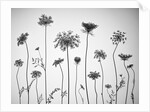 Cow parsley by Assaf Frank